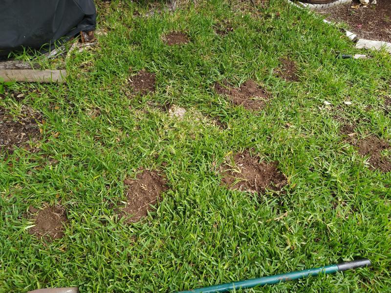 Digging grass plugs