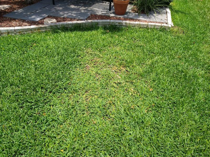 Not-so-bare spot