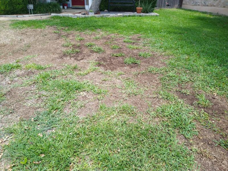 Grass plugs planted
